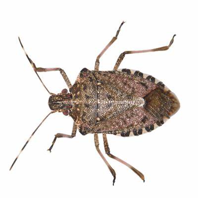 Stink Bugs & Overwintering Insects – Be Gone Pest Solutions